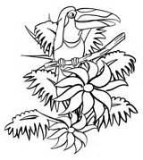 Tukan Jungle Dschungel Toucanet Toucan Malvorlagen Designlooter sketch template