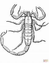Scorpion Coloring Pages Drawing Printable Realistic Paper sketch template