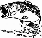 Bass Clipart Outline Fish Cliparts Clip Library sketch template