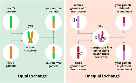 scientists discover gene controlling genetic recombination