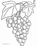 Coloring Print Grapes Pages Color Fruits Fruit Exotic Zentangles Harvest Veg Misc Graphics Food Grape sketch template