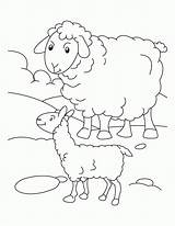 Coloring Sheep Outline Pages Lamb Popular sketch template