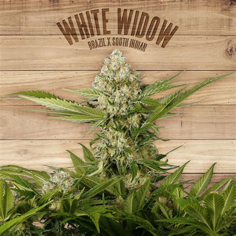 white widow par  plant info de variete