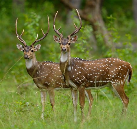 sparring partners chital spotted deer walk