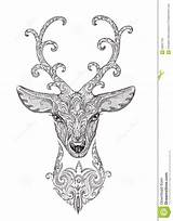Deer Cervo Stylized Stilizzata Tatuaggio Foresta Horns Stag Horn Dirige Bello Corno Hirsch sketch template