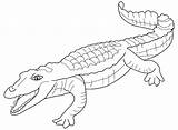 Alligator Animals Coloring Drawing Pages sketch template
