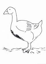 Goose Coloring Snow Pages Baby Duck Domestic Designlooter Canada Comments Library Clipart Popular Coloringhome 32kb 2450 Cjf 2006 sketch template