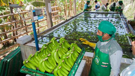 banano peruano continua disminuyendo su produccion solagro