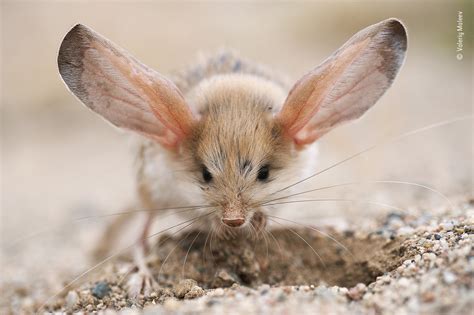 big ears valeriy maleev  lumix peoples choice award wildlife