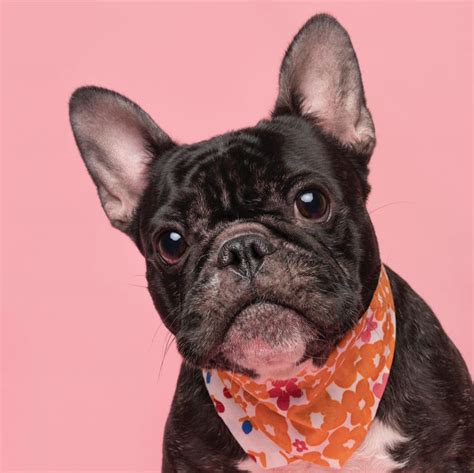 Boo The Frenchie