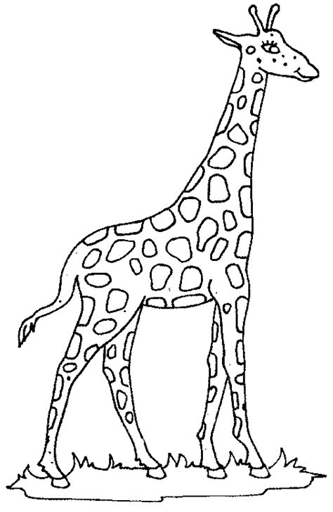 giraffes coloring pages    print