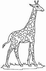 Giraffe Coloring Drawings Pages sketch template
