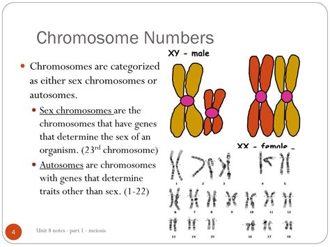 ppt unit 8 part 1 notes meiosis and mutations powerpoint
