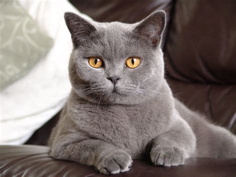 shorthair cat breeds