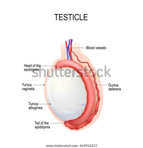 Testicles Human Reproductive System Ilustración De Stock 663963313