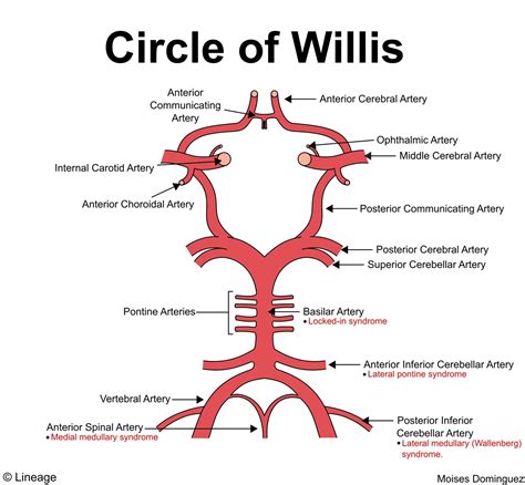 circle  willis drawing  getdrawings