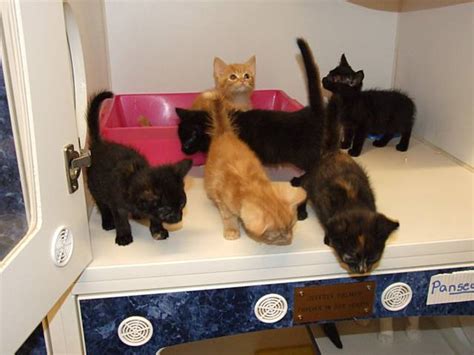 rochdale news news headlines pet shop puppy  kitten sales