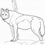 Wolf Coloring Pages Gray Timber Printable Canadian Print Color Realistic Drawing Getcolorings Colorings Getdrawings Categories Online sketch template