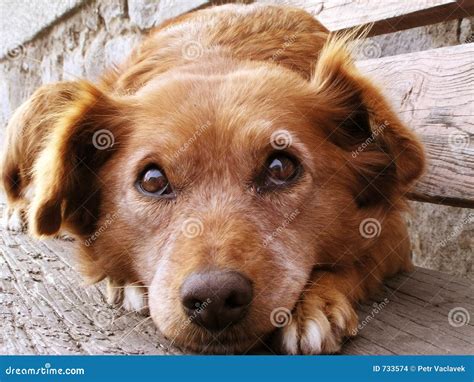 dog face stock photo image  entertaining hound adorable
