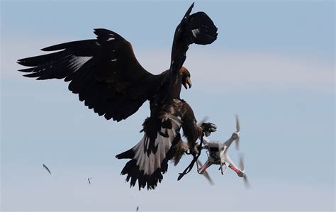 french air force trains eagles  hunt drones time
