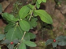 Afbeeldingsresultaten voor tetraphylla. Grootte: 135 x 102. Bron: powo.science.kew.org