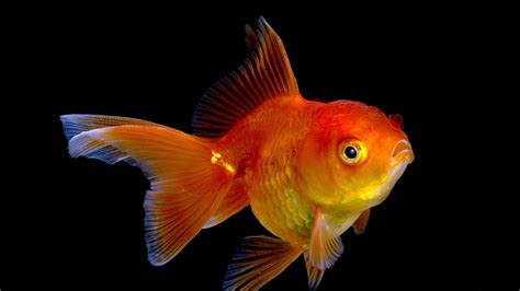 goldfish hd wallpapers backgrounds wallpaper abyss