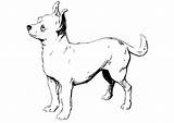 Chihuahua Kleurplaat Coloriage Hond Malvorlage Ausmalbilder Schnauzer Imágenes Imprimir Levriero Kleurplaten Stampare Ausmalbild sketch template