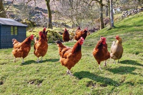 best chicken breeds for backyard flocks homesteading and