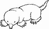 Mole Coloring Pages Getcolorings Color Printable sketch template