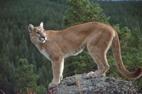 The Meaning And Symbolism Of The Word «cougar