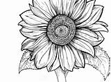 Sunflower Coloring Sunflowers Clipartmag sketch template