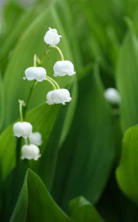 the may flower my birth month planting bulbs in spring plants