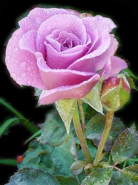 lilac rose flowers rose beautiful flowers