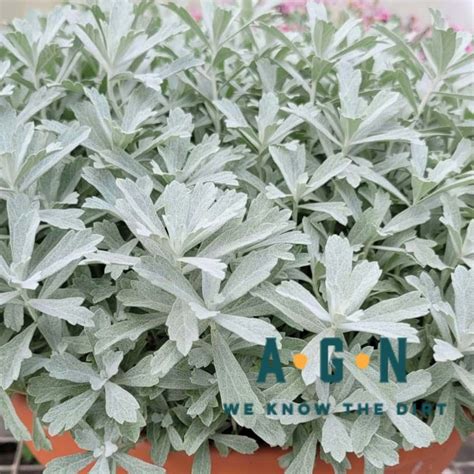 garden ghost artemisia americas gardens nursery