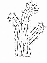 Cactus Coloring Pages Flower Saguaro Recommended Color Getdrawings Kids sketch template