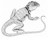 Collared Lizard Coloring Eastern sketch template