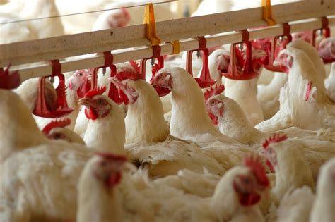 top major areas  focus  poultry farming business