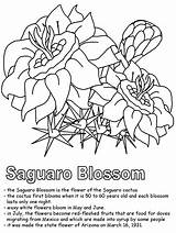Coloring Cactus Saguaro Arizona Blossom State Pages Drawing Clipart Flower Usa Template Hard Geography Ws Kidzone Sketch Library Getdrawings sketch template