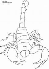 Scorpion Coloring Pages Printable Scorpions Kids Color Drawing Invertebrate Front Print Getdrawings Popular sketch template