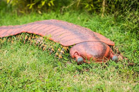 discover  incredible carboniferous period animals   animals