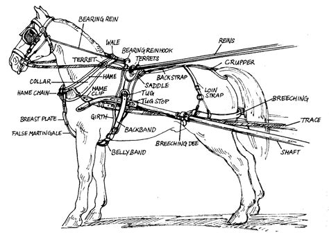 glossary  harness parts related terms ehi virtual museum horse harness draft horses horses