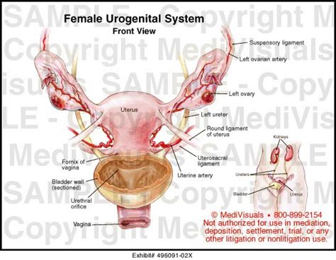 Female Urogenital System Medical Illustration Medivisuals