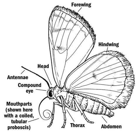 diagram showing  external features  moths moth illustration insect anatomy moth