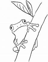 Frog Tree Coloring Red Eyed Pages Drawing Life Cycle Eye Outline Printable Green Color Getdrawings Easy Drawings Getcolorings Coqui Sheets sketch template