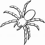 Spider Drawing Outline Clipart sketch template