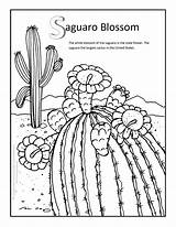 Coloring Pages Saguaro Blossom Desert Arkansas Ecosystem Drawing Flower State Cactus Drawings Getcolorings Getdrawings Paintingvalley sketch template