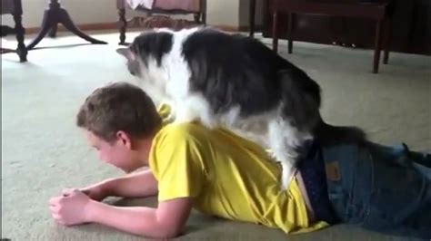 the cats sensual massage kedilerin masaj çalışmaları dön