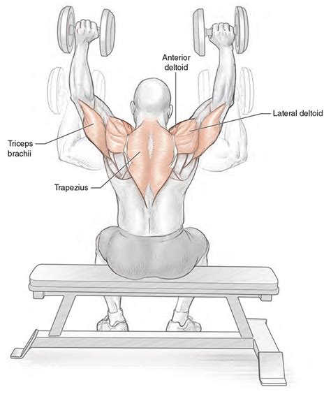 seated dumbbell shoulder press exercise bodybuilding wizard