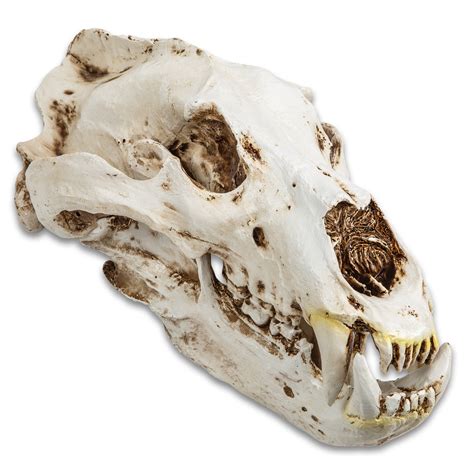 replica polar bear skull crafted  resin