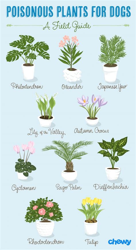 pin  plants